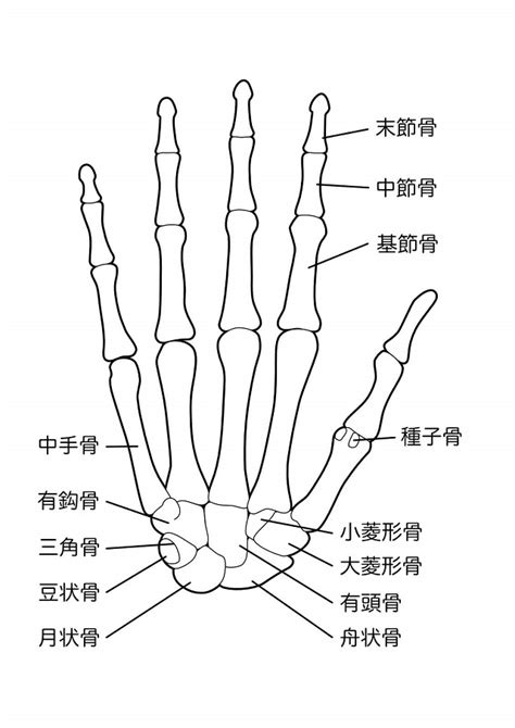 手骨|【手根骨・中手骨・手指骨】イラスト図解でわかりや。